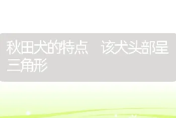 秋田犬的特点 该犬头部呈三角形