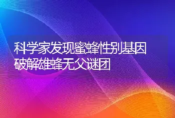 科学家发现蜜蜂性别基因 破解雄蜂无父谜团