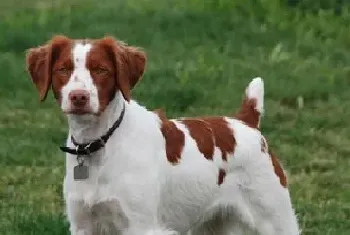 布列塔尼犬资料介绍_布列塔尼犬图片大全_布列塔尼犬饲养方法