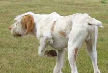 史毕诺犬资料介绍_史毕诺犬图片大全_史毕诺犬饲养方法