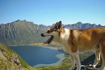 挪威伦德猎犬资料介绍_挪威伦德猎犬图片大全_挪威伦德猎犬饲养方法