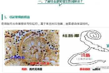 为什么当前生长育肥猪腹泻增多？还越拉越红！