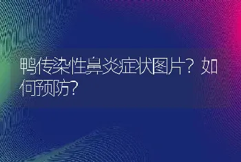 鸭传染性鼻炎症状图片？如何预防？