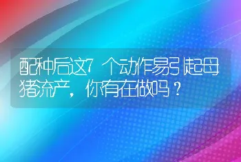 配种后这7个动作易引起母猪流产，你有在做吗？