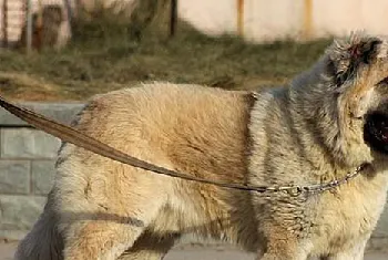 坎高犬和高加索谁大