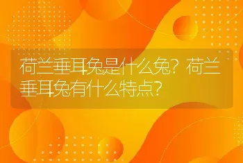 荷兰垂耳兔是什么兔？荷兰垂耳兔有什么特点？