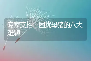 专家支招：困扰母猪的八大难题