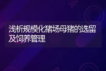 浅析规模化猪场母猪的选留及饲养管理