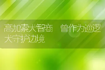 高加索犬智商 曾作为巡逻犬守护边境