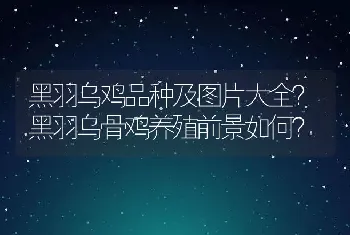 黑羽乌鸡品种及图片大全？黑羽乌骨鸡养殖前景如何？