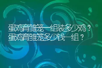 蛋鸡育雏笼一组装多少鸡？蛋鸡育雏笼多少钱一组？