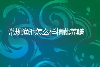 常规渔池怎么样植藕养鳝