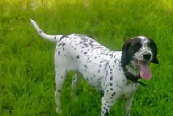 波音达猎犬资料介绍_波音达猎犬图片大全_波音达猎犬饲养方法