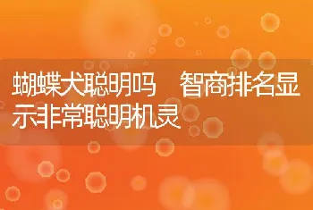 蝴蝶犬聪明吗 智商排名显示非常聪明机灵