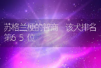 苏格兰梗的智商 该犬排名第65位