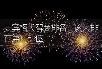 史宾格犬智商排名 该犬排在第15位