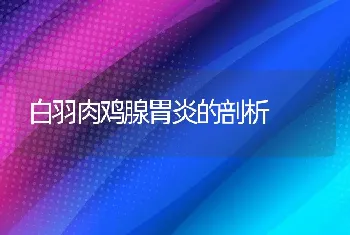 白羽肉鸡腺胃炎的剖析