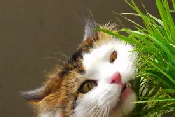 为什么要给猫咪吃猫草？给猫吃猫草的科学依据是什么？