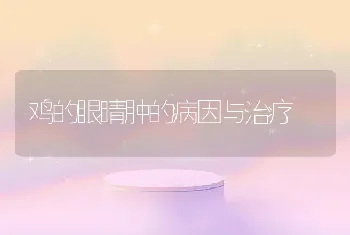 鸡的眼睛肿的病因与治疗