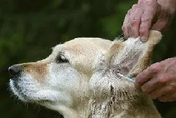 狗狗耳朵进水怎么办