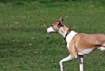 惠比特犬资料介绍_惠比特犬图片大全_惠比特犬饲养方法