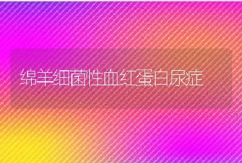 绵羊细菌性血红蛋白尿症