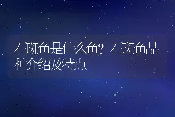 石斑鱼是什么鱼？石斑鱼品种介绍及特点