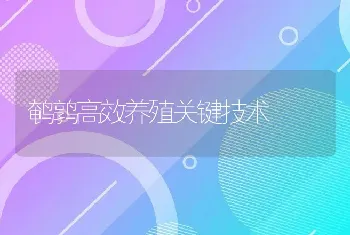 鹌鹑高效养殖关键技术