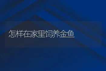 怎样在家里饲养金鱼