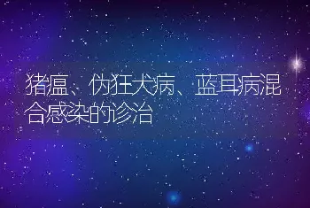 猪瘟、伪狂犬病、蓝耳病混合感染的诊治