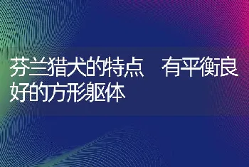 芬兰猎犬的特点 有平衡良好的方形躯体