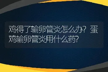 鸡得了输卵管炎怎么办?蛋鸡输卵管炎用什么药?