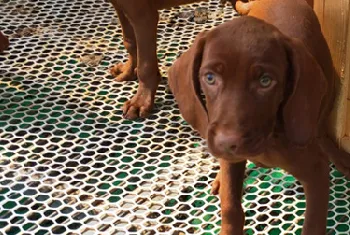 寻血猎犬的特点 寻血猎犬学习很快