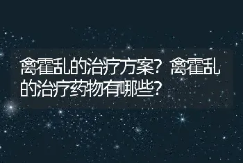 禽霍乱的治疗方案？禽霍乱的治疗药物有哪些？