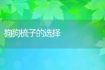 狗狗梳子的选择