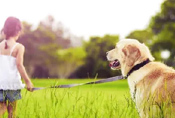 犬体外驱虫药怎么选