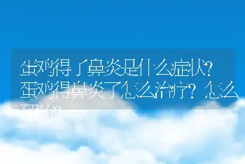 蛋鸡得了鼻炎是什么症状？蛋鸡得鼻炎了怎么治疗？怎么预防？