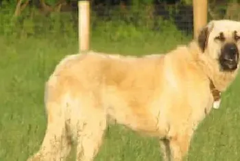 安纳托利亚牧羊犬资料介绍_安纳托利亚牧羊犬图片大全_安纳托利亚牧羊犬饲养方法