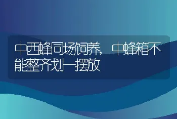 中西蜂同场饲养,中蜂箱不能整齐划一摆放