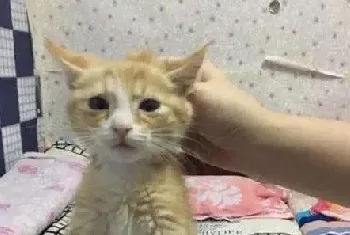 如何正确的抱猫？抱猫的正确姿势你做对了吗！