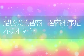 腊肠犬的智商 智商排序是在第49位