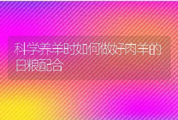 科学养羊时如何做好肉羊的日粮配合