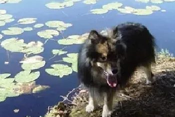 芬兰拉普猎犬资料介绍_芬兰拉普猎犬图片大全_芬兰拉普猎犬饲养方法