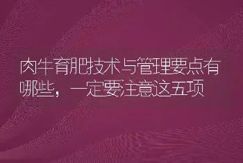 肉牛育肥技术与管理要点有哪些，一定要注意这五项