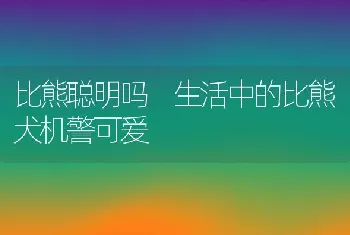 比熊聪明吗 生活中的比熊犬机警可爱