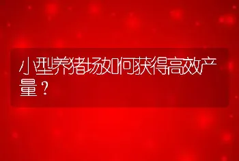 小型养猪场如何获得高效产量？