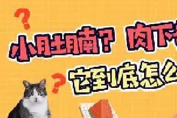 小肚腩？肉下垂？猫咪得了肥胖症？