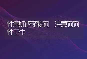 性病肆虐宠物狗 注意狗狗性卫生