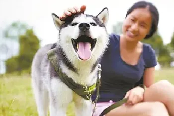 宠物医药昂贵 日本宠物保险市场持续增长