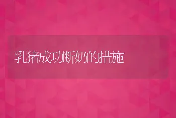 乳猪成功断奶的措施